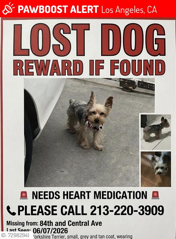 Lost Male Dog last seen Manchester and hooper, Los Angeles, CA 90001