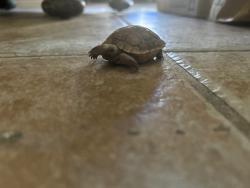 Lost Unknown Reptile last seen Sparkle and Farkas Lane, Las Vegas, NV 89145