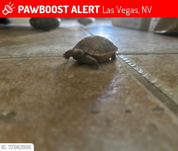 Lost Unknown Reptile last seen Sparkle and Farkas Lane, Las Vegas, NV 89145