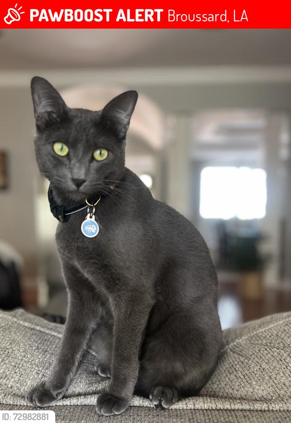 Lost Male Cat last seen Le Triomphe parkway, Broussard, LA 70518
