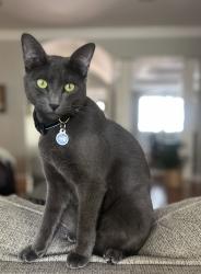 Lost Male Cat last seen Le Triomphe parkway, Broussard, LA 70518