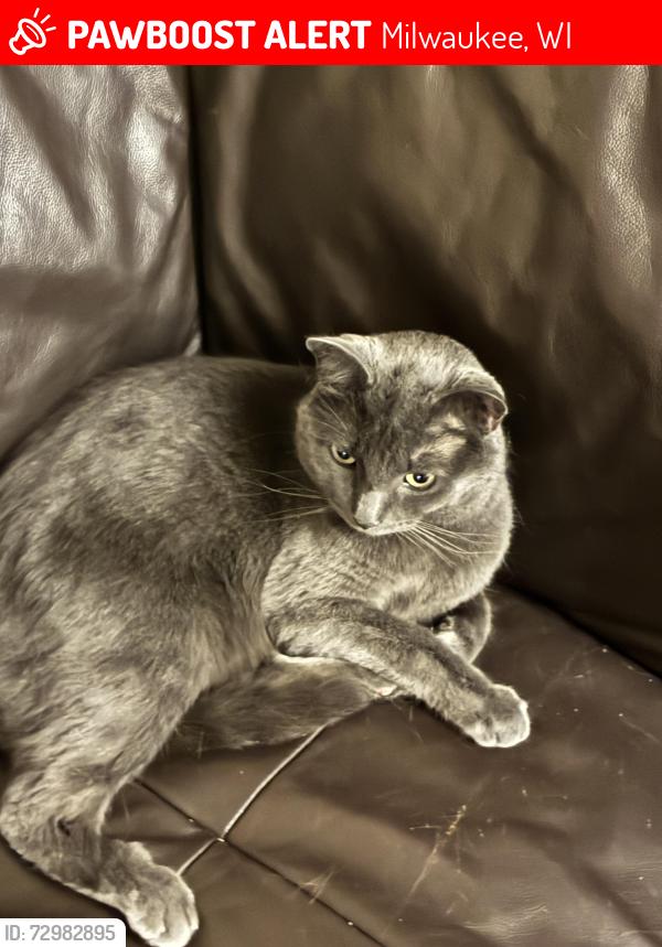 Lost Male Cat last seen Near and bender, Milwaukee, WI 53218