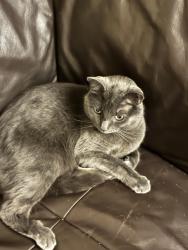 Lost Male Cat last seen Near and bender, Milwaukee, WI 53218