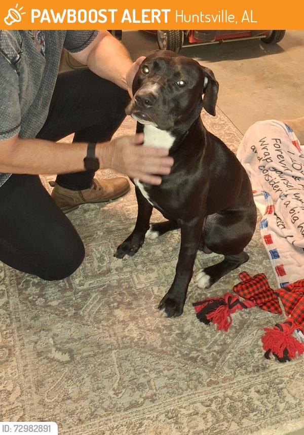 Surrendered Male Dog last seen Liberty Hill Road between Monroe and Routt Road, Huntsville, AL 35801