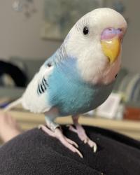 Lost Unknown Bird last seen Royal Highlands Community, Lake County, FL 34748