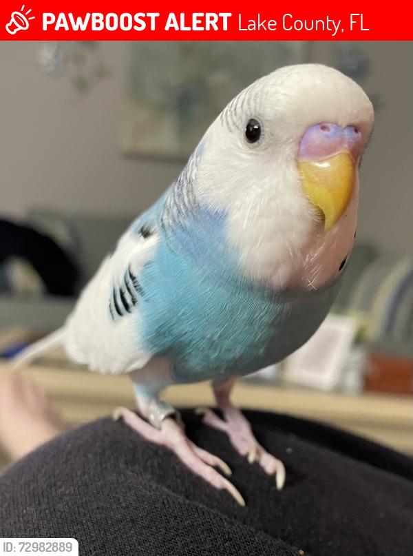 Lost Unknown Bird last seen Royal Highlands Community, Lake County, FL 34748