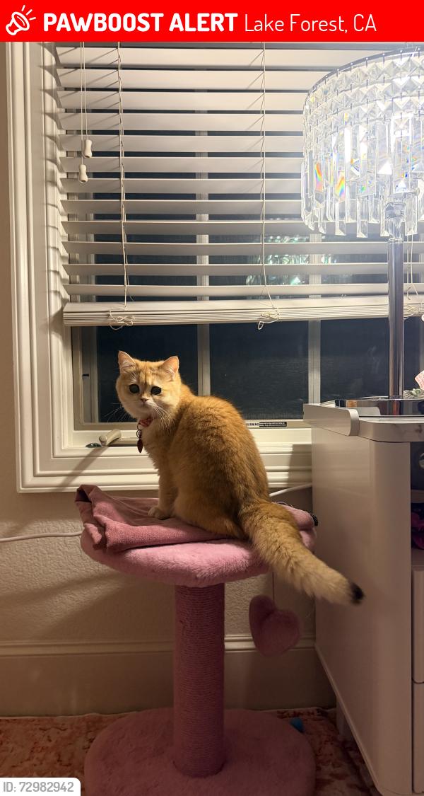 Lost Female Cat last seen Near Siena lake forest , Lake Forest, CA 92630