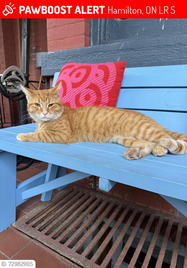 Lost Male Cat last seen Market st with Hess st north , Hamilton, ON L8R 2S5