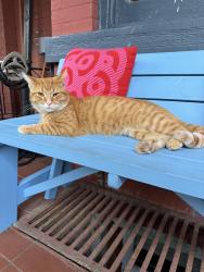 Lost Male Cat last seen Market st with Hess st north , Hamilton, ON L8R 2S5