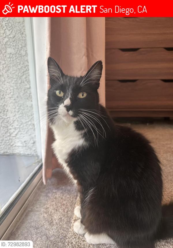 Lost Male Cat last seen Near Carmel Creek Rd, San Diego, CA 92130, San Diego, CA 92130