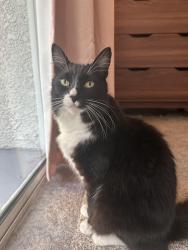 Lost Male Cat last seen Near Carmel Creek Rd, San Diego, CA 92130, San Diego, CA 92130