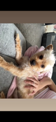 Reunited Male Dog last seen Skiles ave, sni-a-bar rd , Kansas City, MO 64130