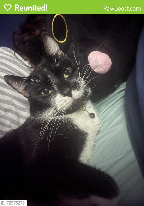 Reunited Male Cat last seen Kemnay place of origin, Kemnay, Scotland AB51 5FW