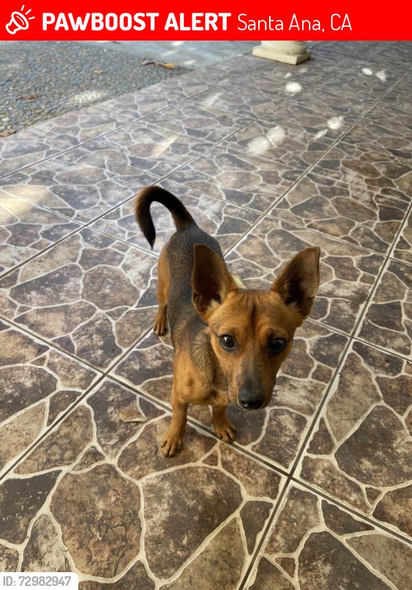 Lost Male Dog last seen Newhope and Fifth. Rosita Park, Santa Ana, CA 92703