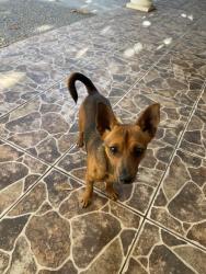 Lost Male Dog last seen Newhope and Fifth. Rosita Park, Santa Ana, CA 92703