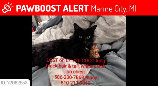 Lost Female Cat last seen Pearl and Westminster , Marine City, MI 48039