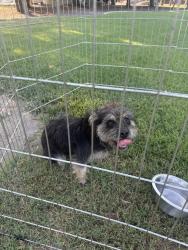 Found/Stray Female Dog last seen Service Road Ceres, Stanislaus County, CA 95380
