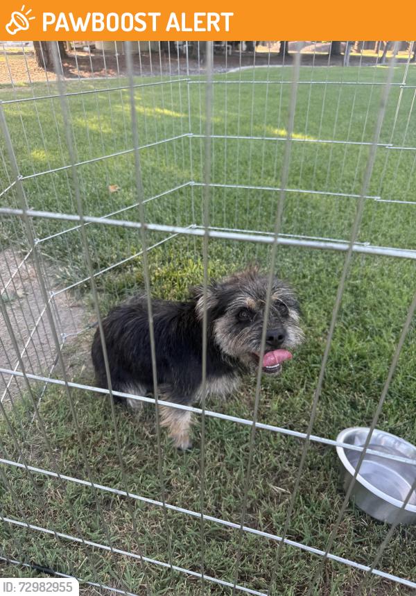 Found/Stray Female Dog last seen Service Road Ceres, Stanislaus County, CA 95380