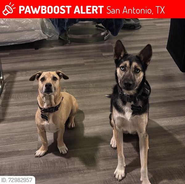 Lost Female Dog last seen Elm valley, San Antonio, TX 78242