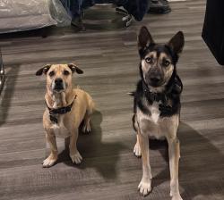 Lost Female Dog last seen Elm valley, San Antonio, TX 78242