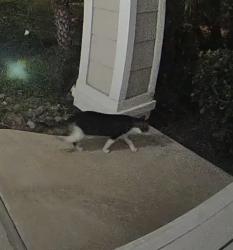 Found/Stray Unknown Cat last seen Adolfo & Santa Rosa Rs, Camarillo, CA 93011