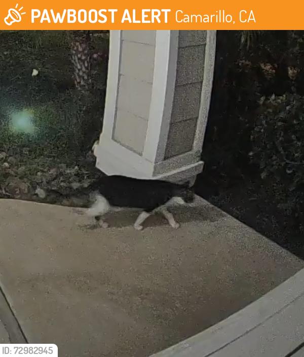 Found/Stray Unknown Cat last seen Adolfo & Santa Rosa Rs, Camarillo, CA 93011