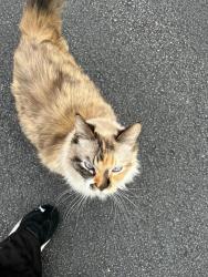 Found/Stray Female Cat last seen Belmont Place and Atlanta Road, Smyrna, GA 30080