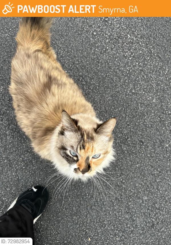 Found/Stray Female Cat last seen Belmont Place and Atlanta Road, Smyrna, GA 30080