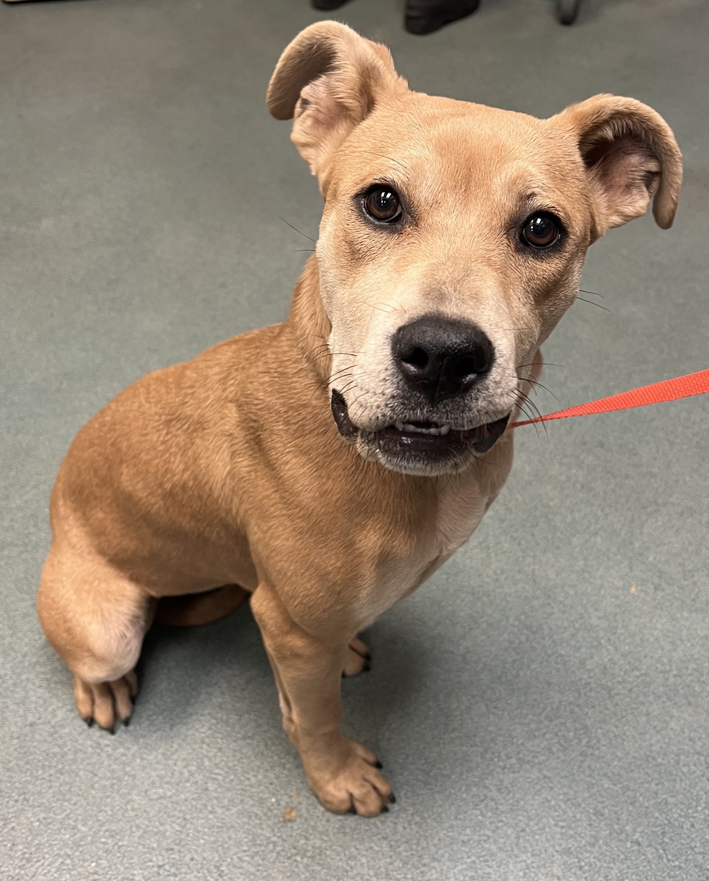 Shelter Stray Female Dog last seen Near Peter Court, RALEIGH, NC, 27610, Raleigh, NC 27610
