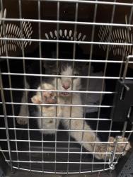 Shelter Stray Female Cat last seen SW Circle/Laura Court, OR, 1700 W Historic Columbia River Hwy, Troutdale, OR 97060, USA