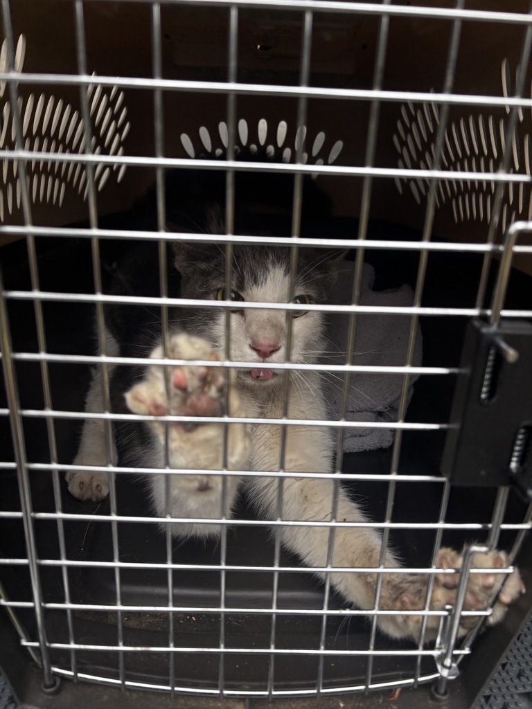 Shelter Stray Female Cat last seen SW Circle/Laura Court, OR, 1700 W Historic Columbia River Hwy, Troutdale, OR 97060, USA