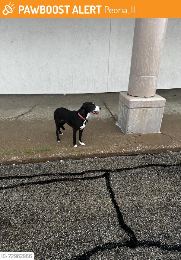 Found/Stray Unknown Dog last seen Kroger on lake, Peoria, IL 61604