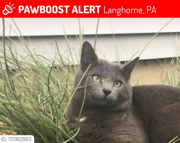 Lost Male Cat last seen Avenue E & Poplar St. , Langhorne, PA 19047