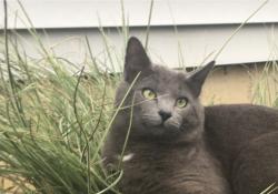 Lost Male Cat last seen Avenue E & Poplar St. , Langhorne, PA 19047