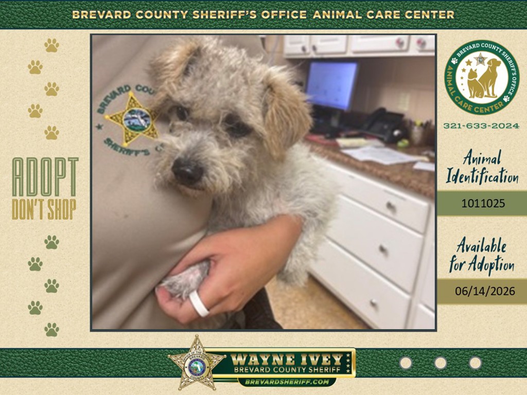 Shelter Stray Male Dog last seen FL, 5100 W Eau Gallie Blvd, Melbourne, FL 32934, USA
