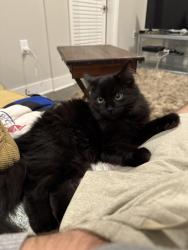 Lost Female Cat last seen Diamond point circle, Tuscaloosa, AL 35406
