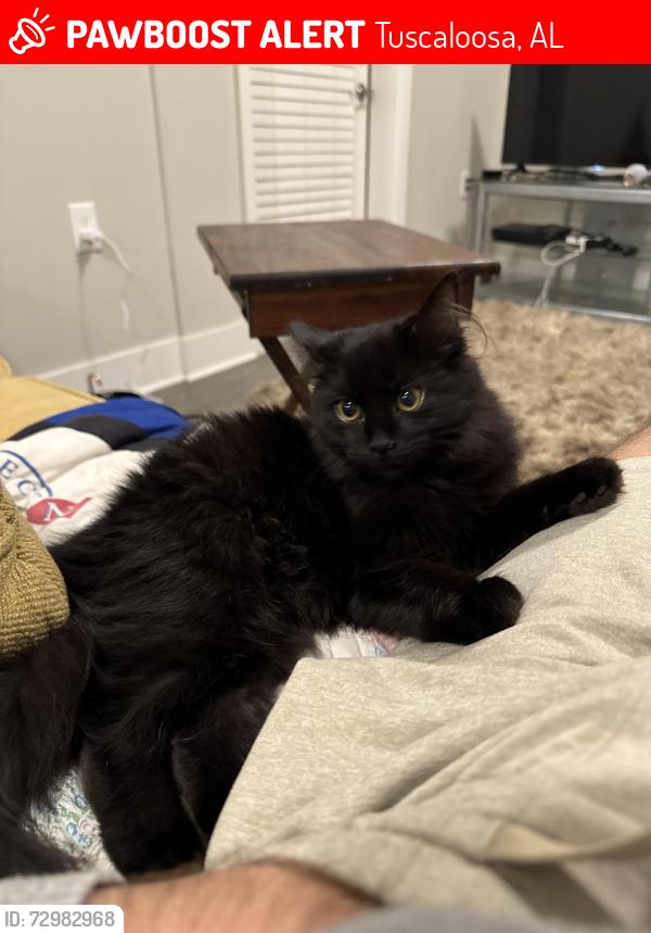 Lost Female Cat last seen Diamond point circle, Tuscaloosa, AL 35406