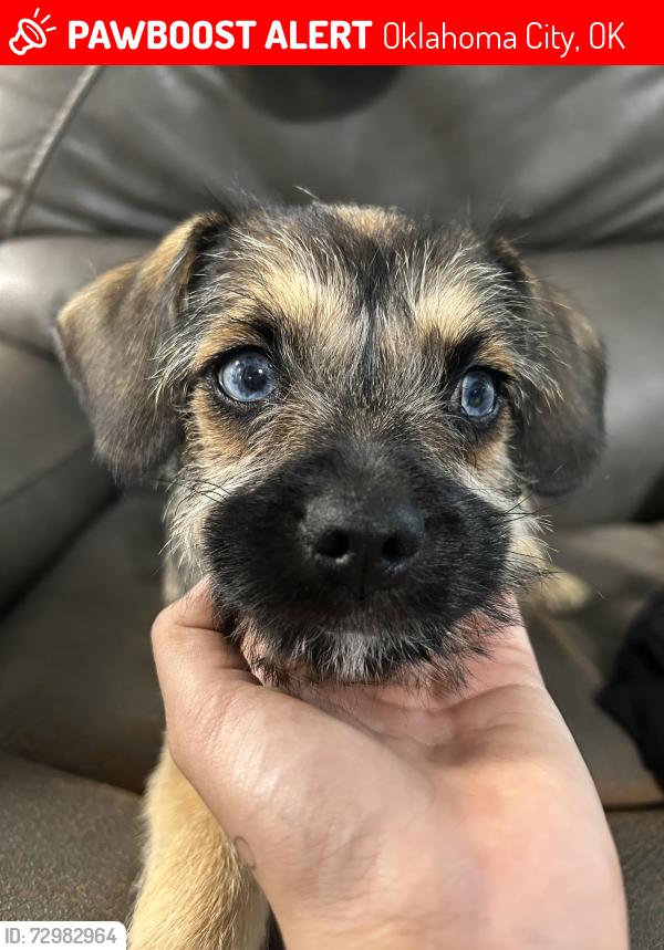 Lost Male Dog last seen Sw 64th , Oklahoma City, OK 73159