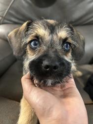 Lost Male Dog last seen Sw 64th , Oklahoma City, OK 73159