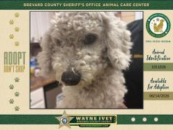 Shelter Stray Male Dog last seen FL, 5100 W Eau Gallie Blvd, Melbourne, FL 32934, USA