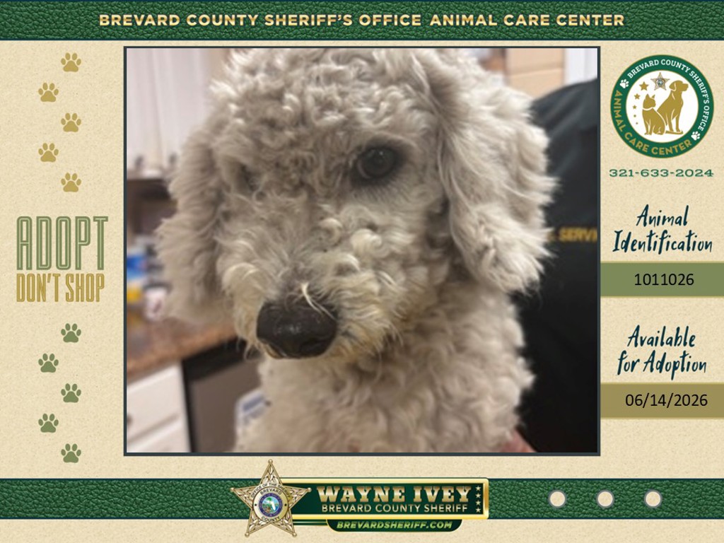 Shelter Stray Male Dog last seen FL, 5100 W Eau Gallie Blvd, Melbourne, FL 32934, USA