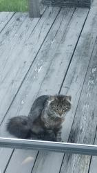Found/Stray Unknown Cat last seen Roosevelt Ave, East Meadow, NY 11554