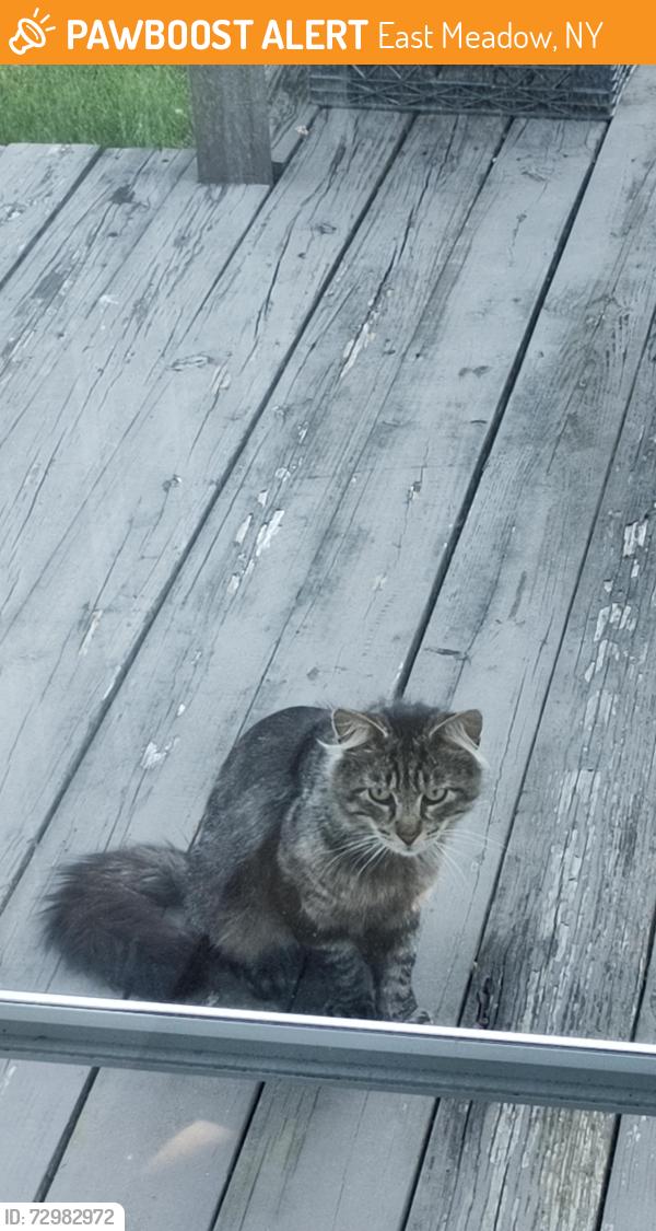 Found/Stray Unknown Cat last seen Roosevelt Ave, East Meadow, NY 11554