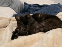 Lost Male Cat last seen Ruth st, Lucille ave, Jean st , Metairie, LA 70003