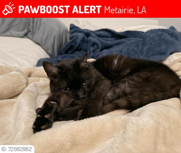 Lost Male Cat last seen Ruth st, Lucille ave, Jean st , Metairie, LA 70003