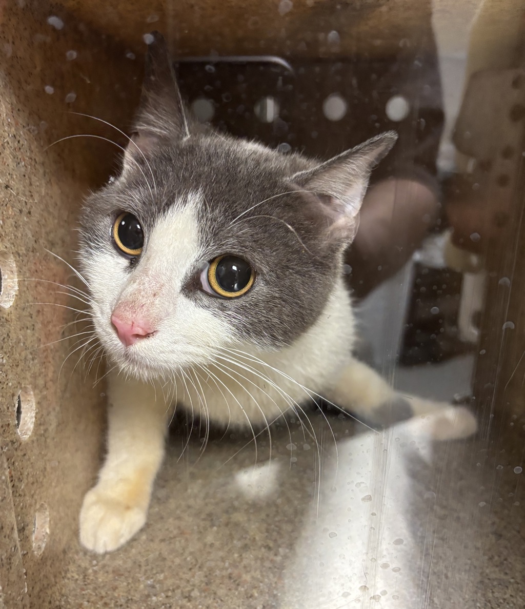 Shelter Stray Male Cat last seen Near Highway, Bremerton, WA, 98311, 9167 Dickey Rd NW, Silverdale, WA 98383, USA