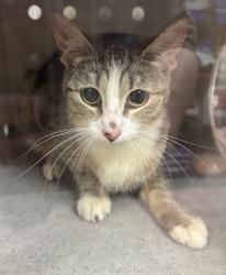 Shelter Stray Unknown Cat last seen Near Highway, Bremerton, WA, 98311, 9167 Dickey Rd NW, Silverdale, WA 98383, USA