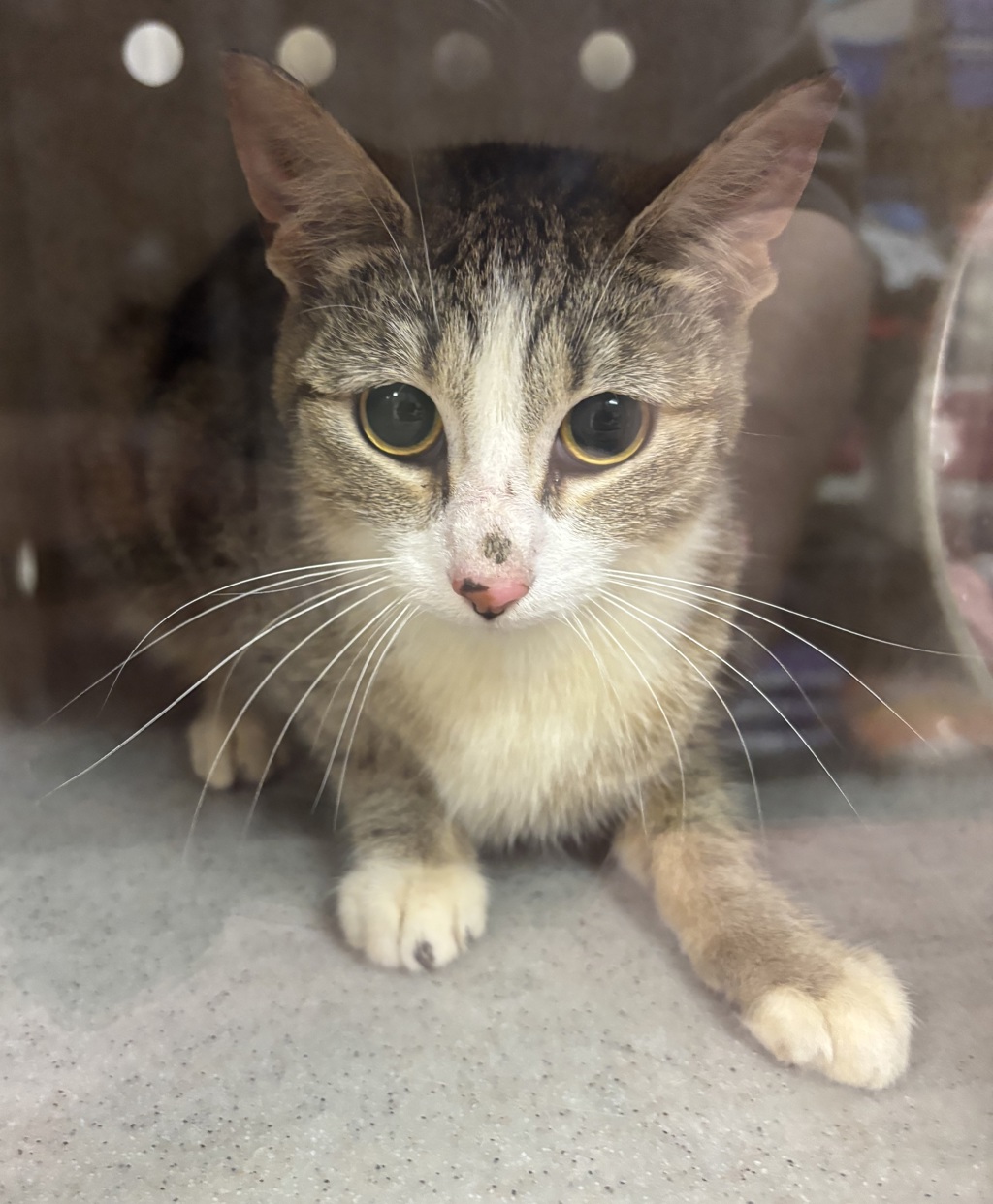 Shelter Stray Unknown Cat last seen Near Highway, Bremerton, WA, 98311, 9167 Dickey Rd NW, Silverdale, WA 98383, USA