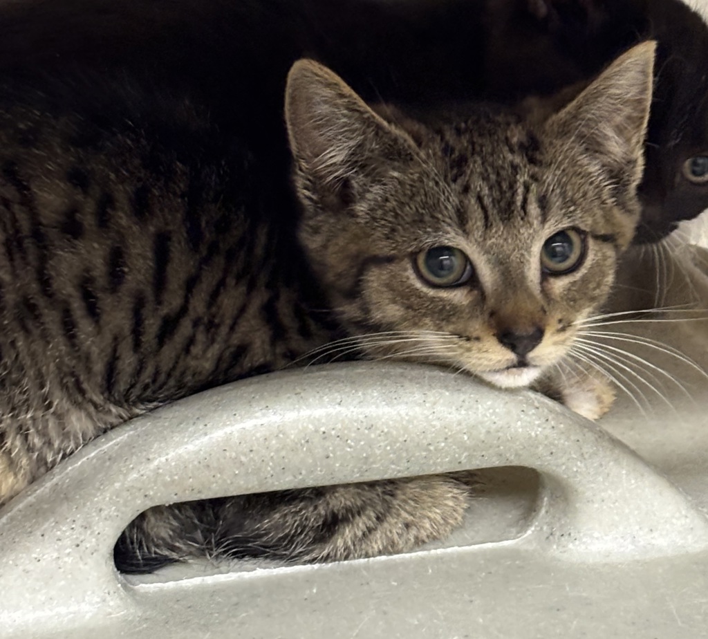 Shelter Stray Unknown Cat last seen Near Highway, Bremerton, WA, 98311, 9167 Dickey Rd NW, Silverdale, WA 98383, USA