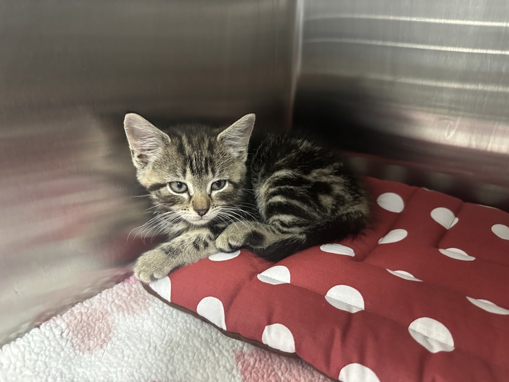 Shelter Stray Female Cat last seen Near Bay Street, STATEN ISLAND, NY, 10301, Staten Island, NY 10309